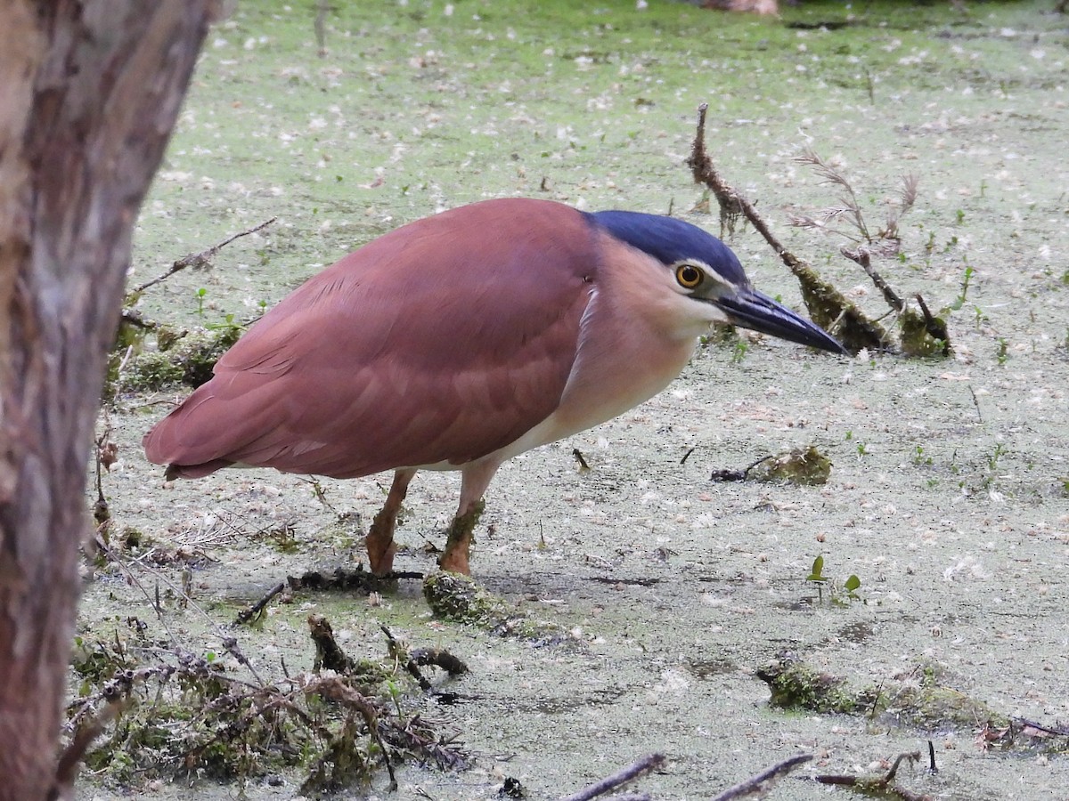 Nankeen Night Heron - ML646572645