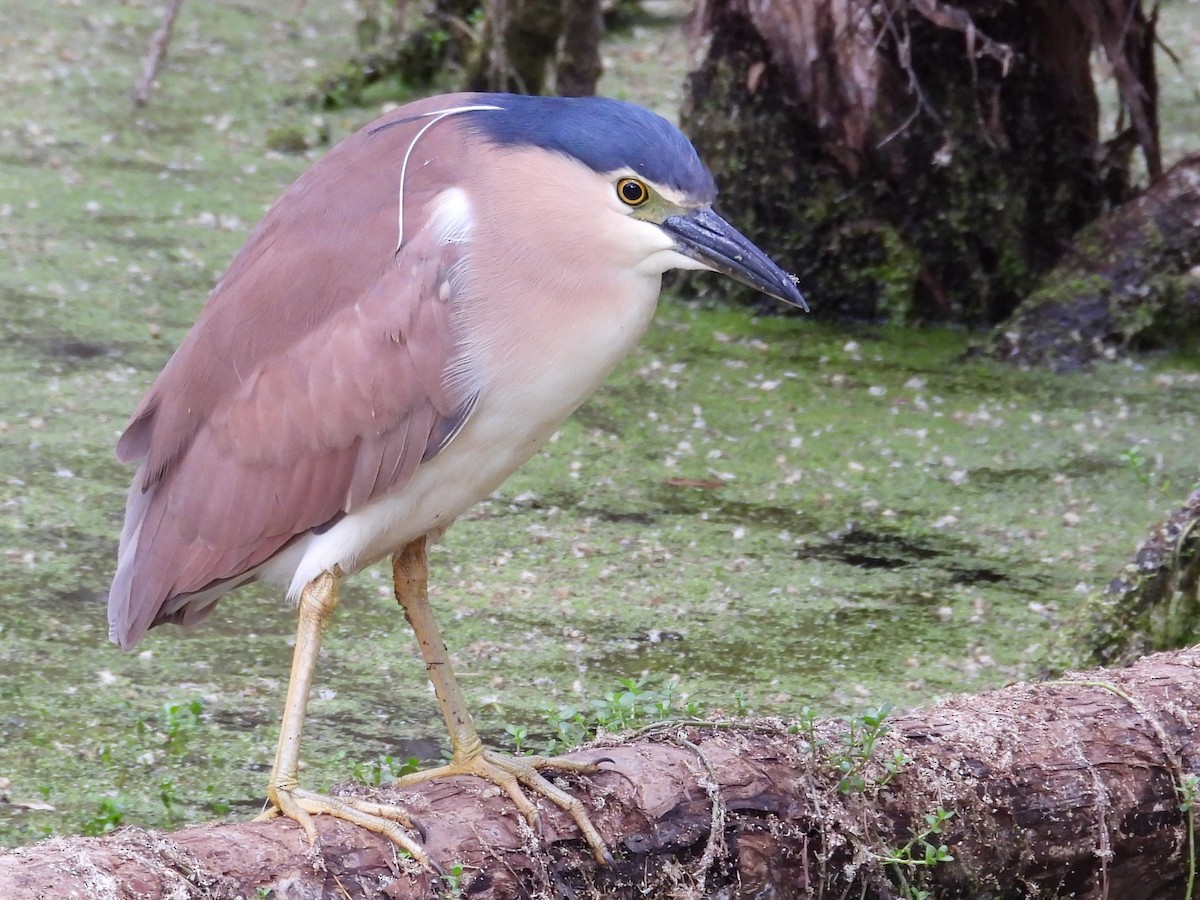Nankeen Night Heron - ML646572646