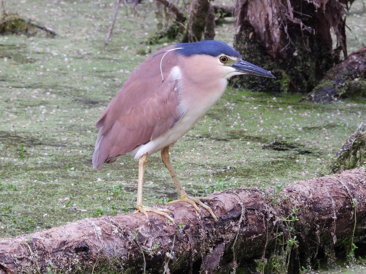 Nankeen Night Heron - ML646572649