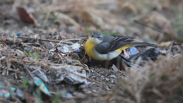 Плиска гірська - ML646572650