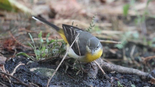 Плиска гірська - ML646572651