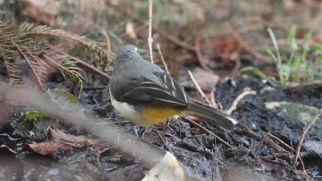 Плиска гірська - ML646572652