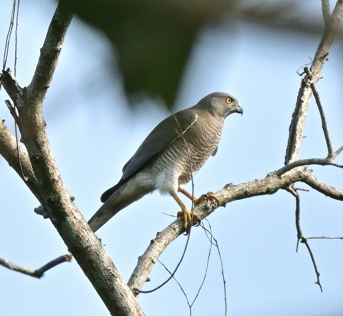 Shikra - ML646572653