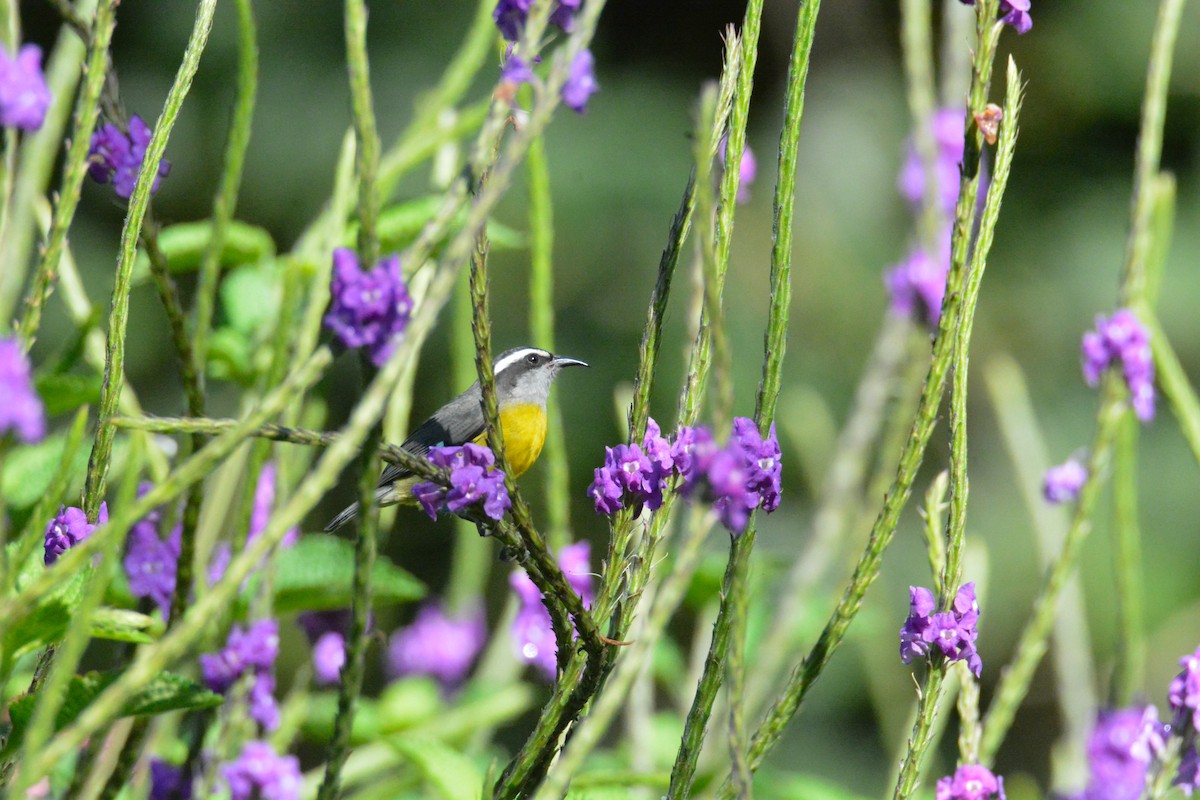 Sucrier à ventre jaune - ML646572655