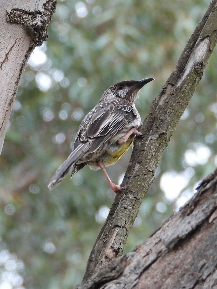 Red Wattlebird - ML646572656