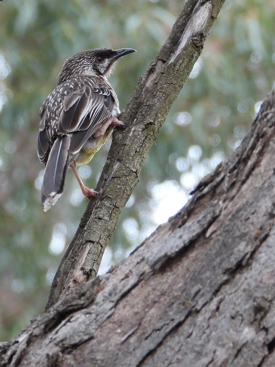 Red Wattlebird - ML646572657
