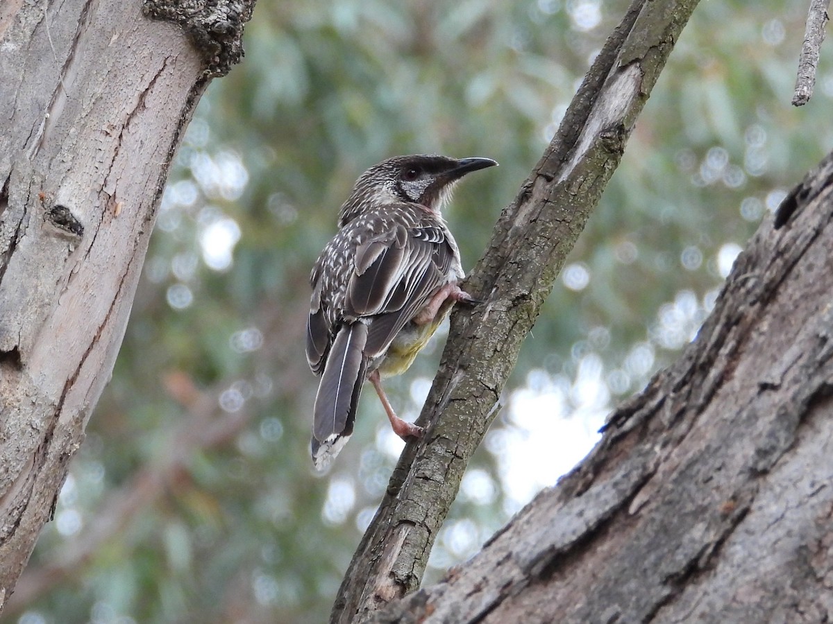 Red Wattlebird - ML646572658
