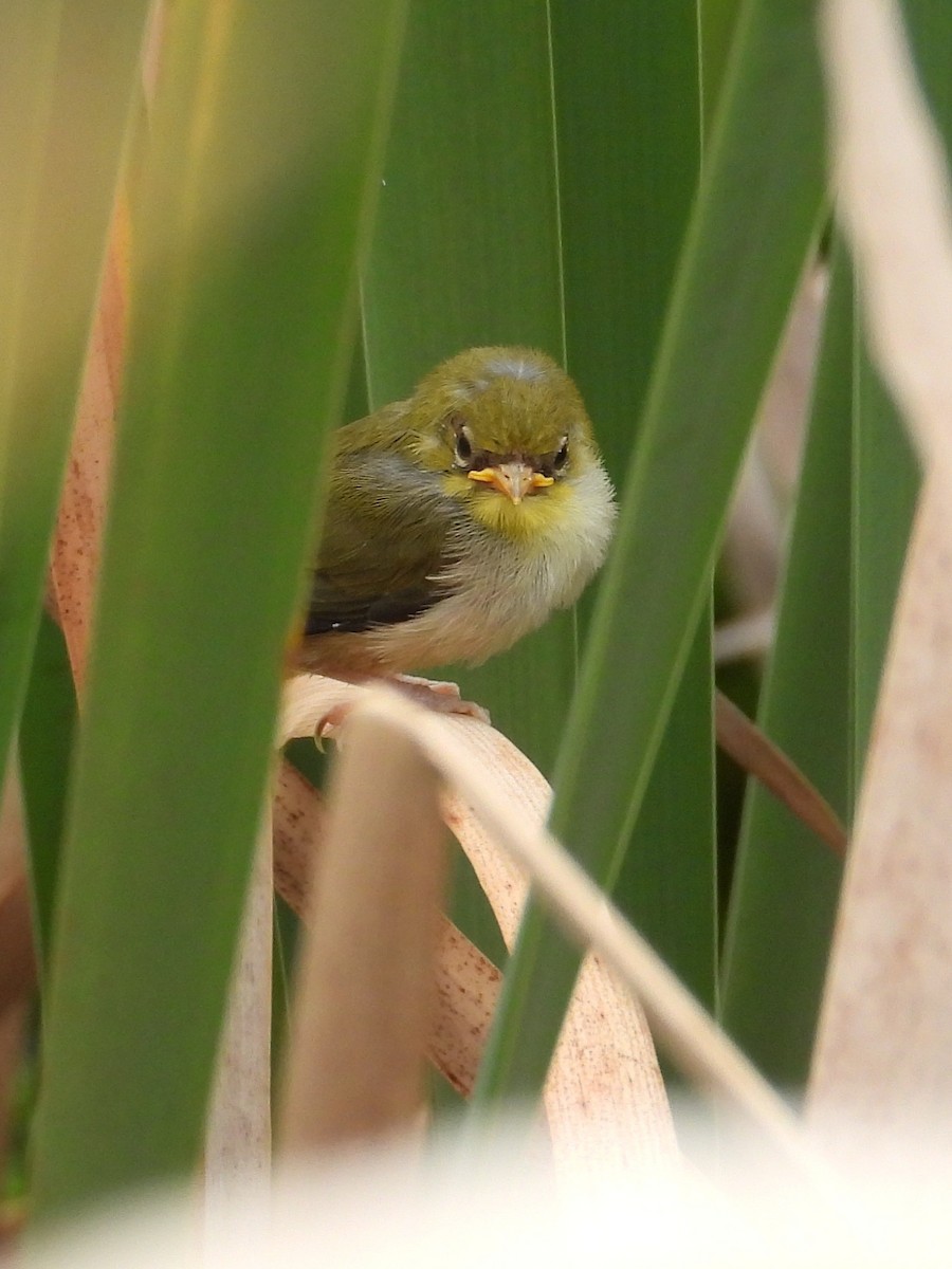 Silvereye - ML646572663