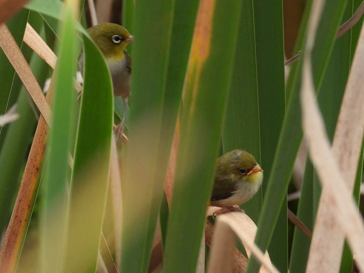 Silvereye - ML646572665