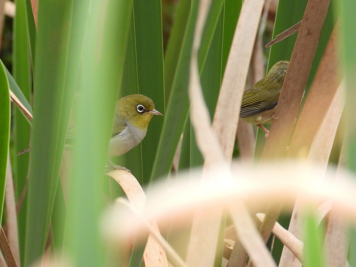 Silvereye - ML646572666