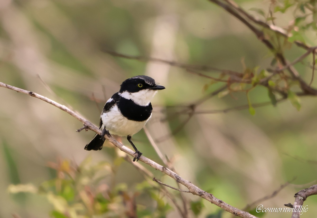 アゴフセワタビタキ - ML646572677