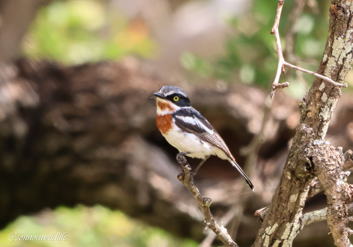 アゴフセワタビタキ - ML646572679