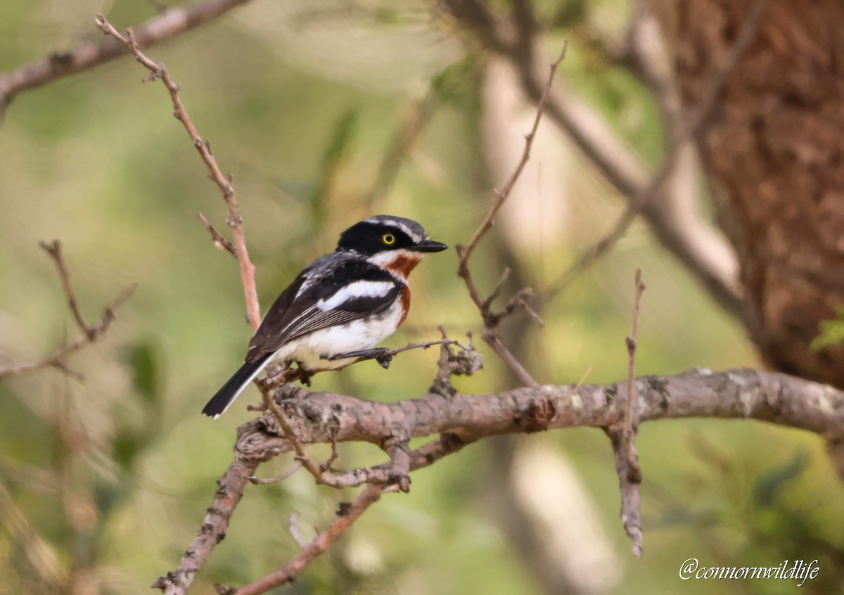 アゴフセワタビタキ - ML646572680