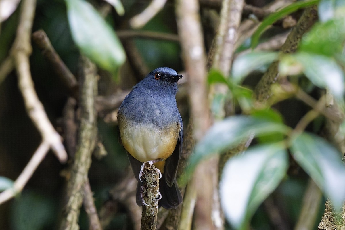 Alicorto Flanquirrufo - ML646572688