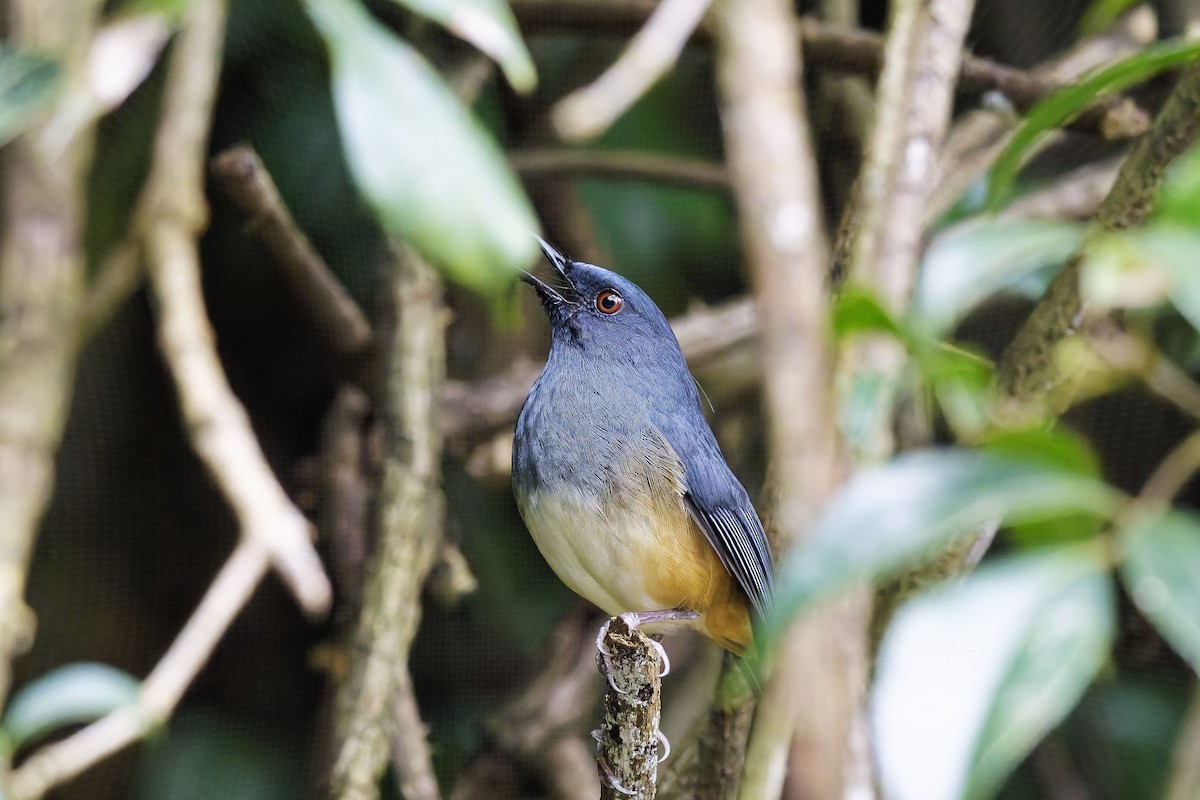 Alicorto Flanquirrufo - ML646572689