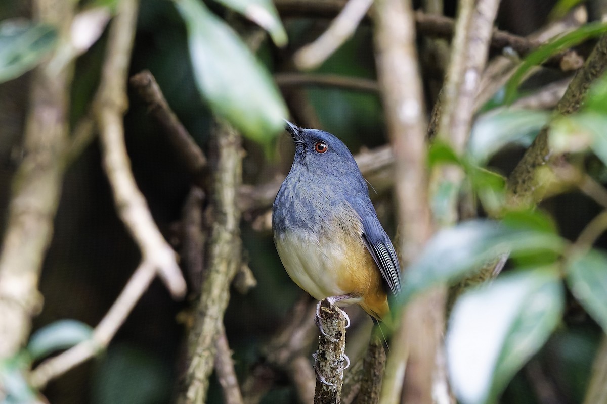 Alicorto Flanquirrufo - ML646572690