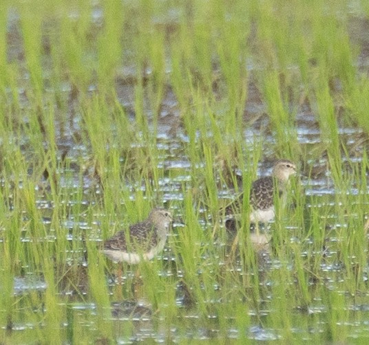 vodouš bahenní - ML646572692