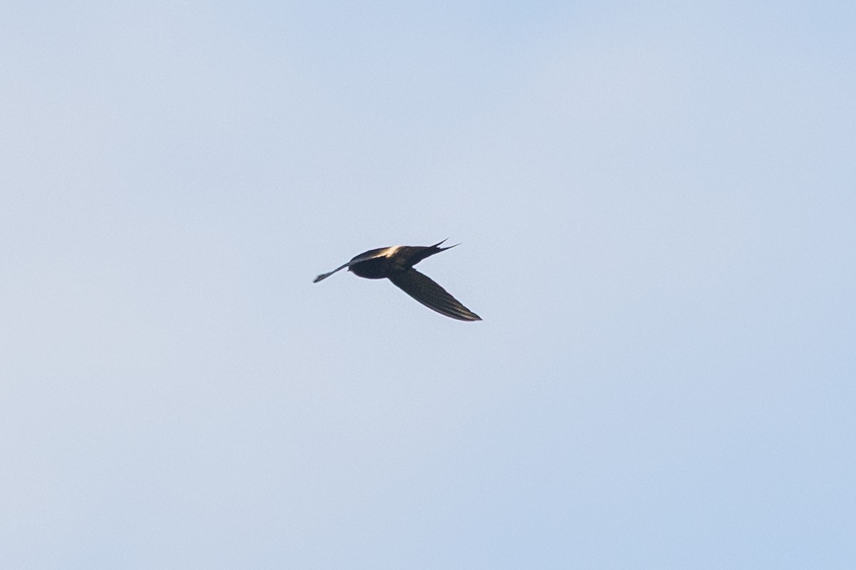 White-rumped Swift - ML646572694