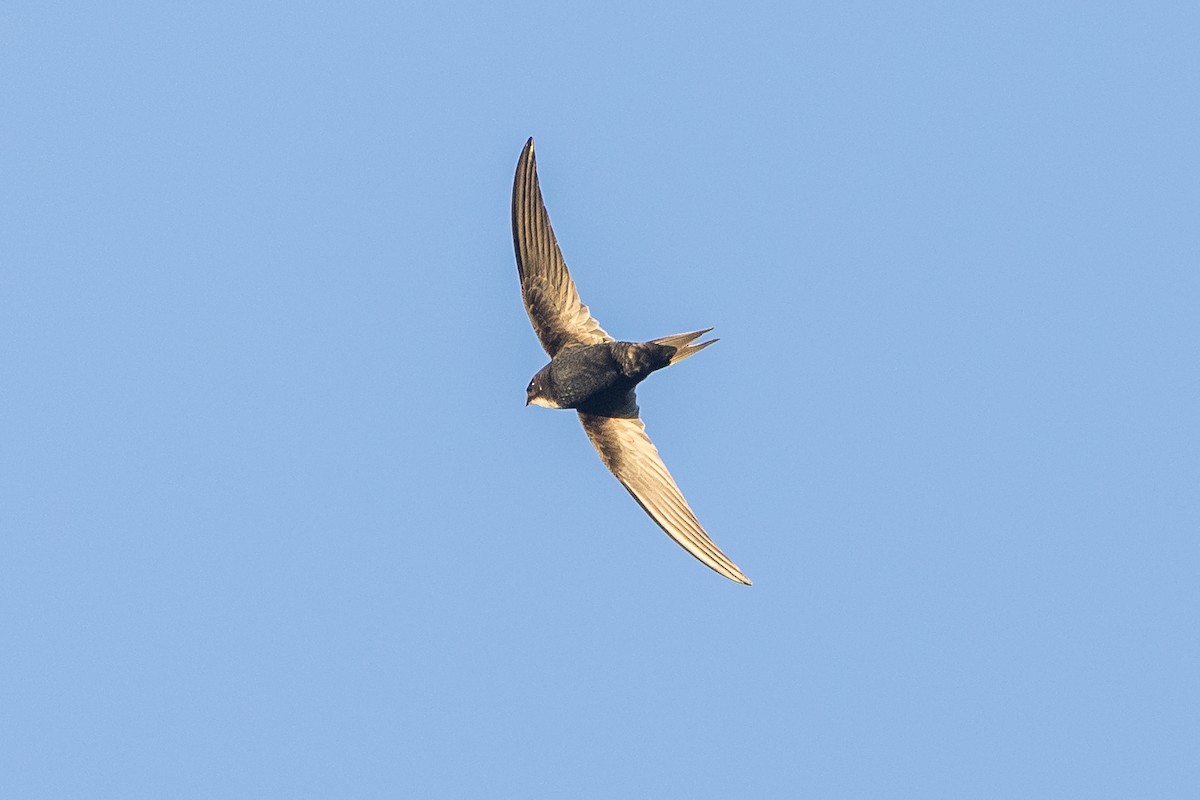 White-rumped Swift - ML646572695