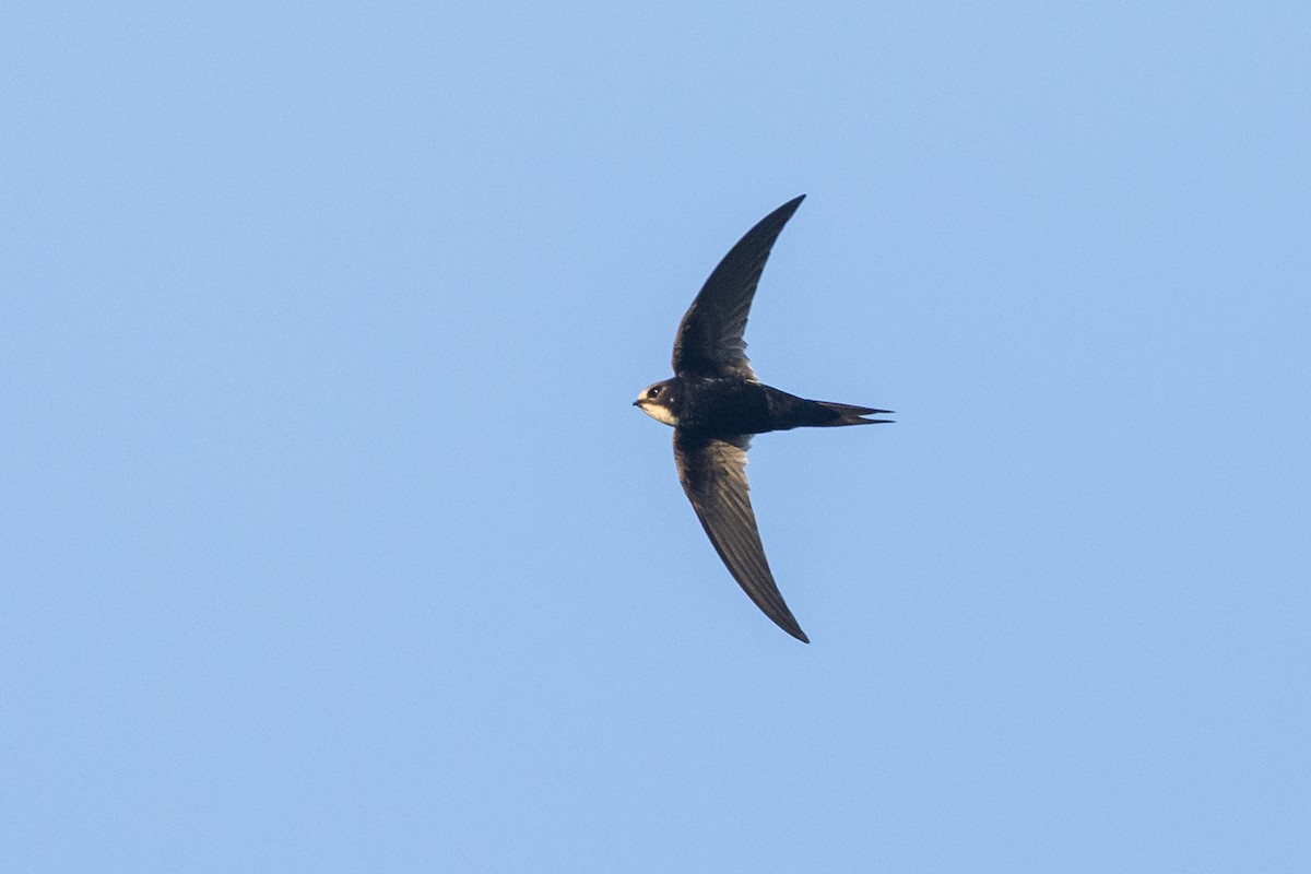 White-rumped Swift - ML646572696