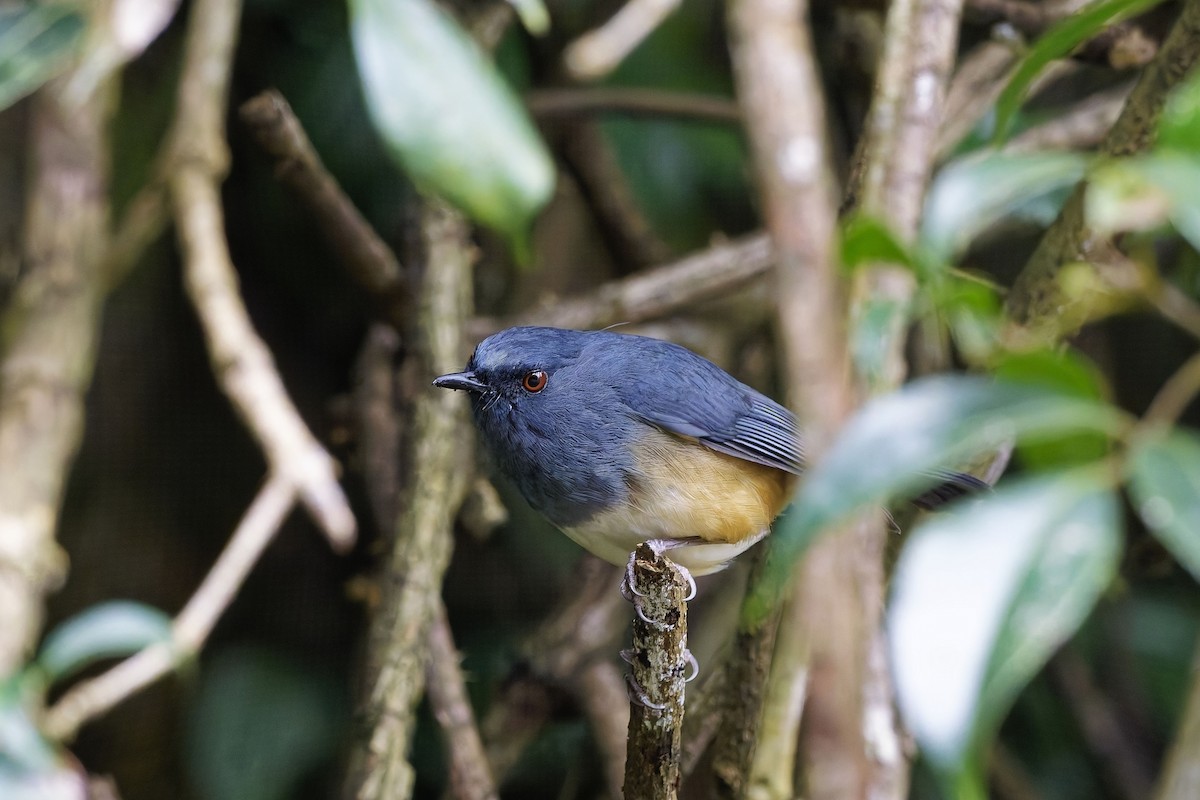 Alicorto Flanquirrufo - ML646572699