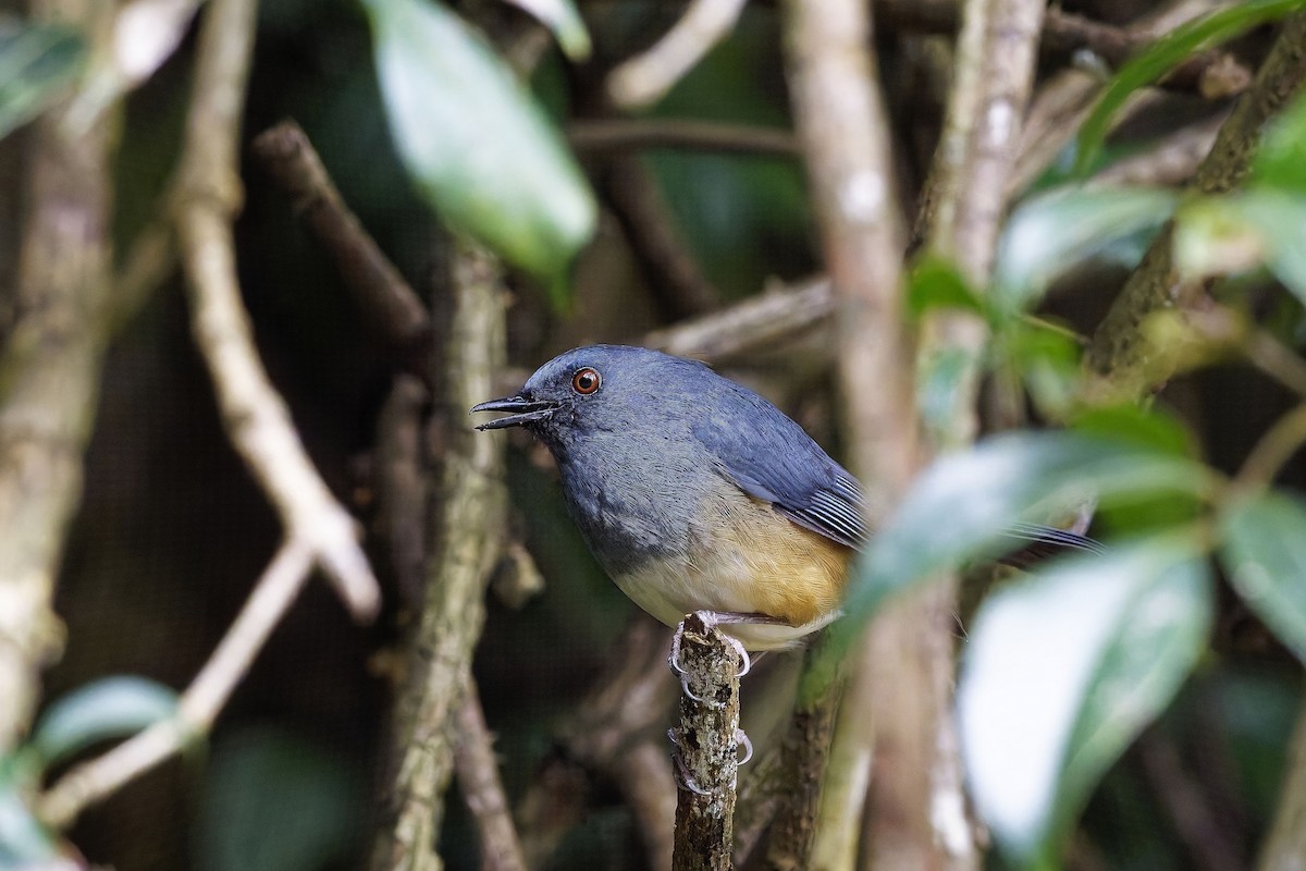 Alicorto Flanquirrufo - ML646572700