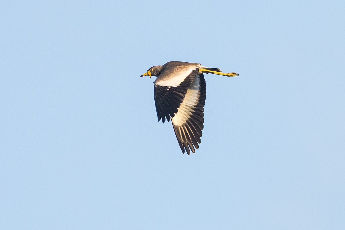 Wattled Lapwing - ML646572705