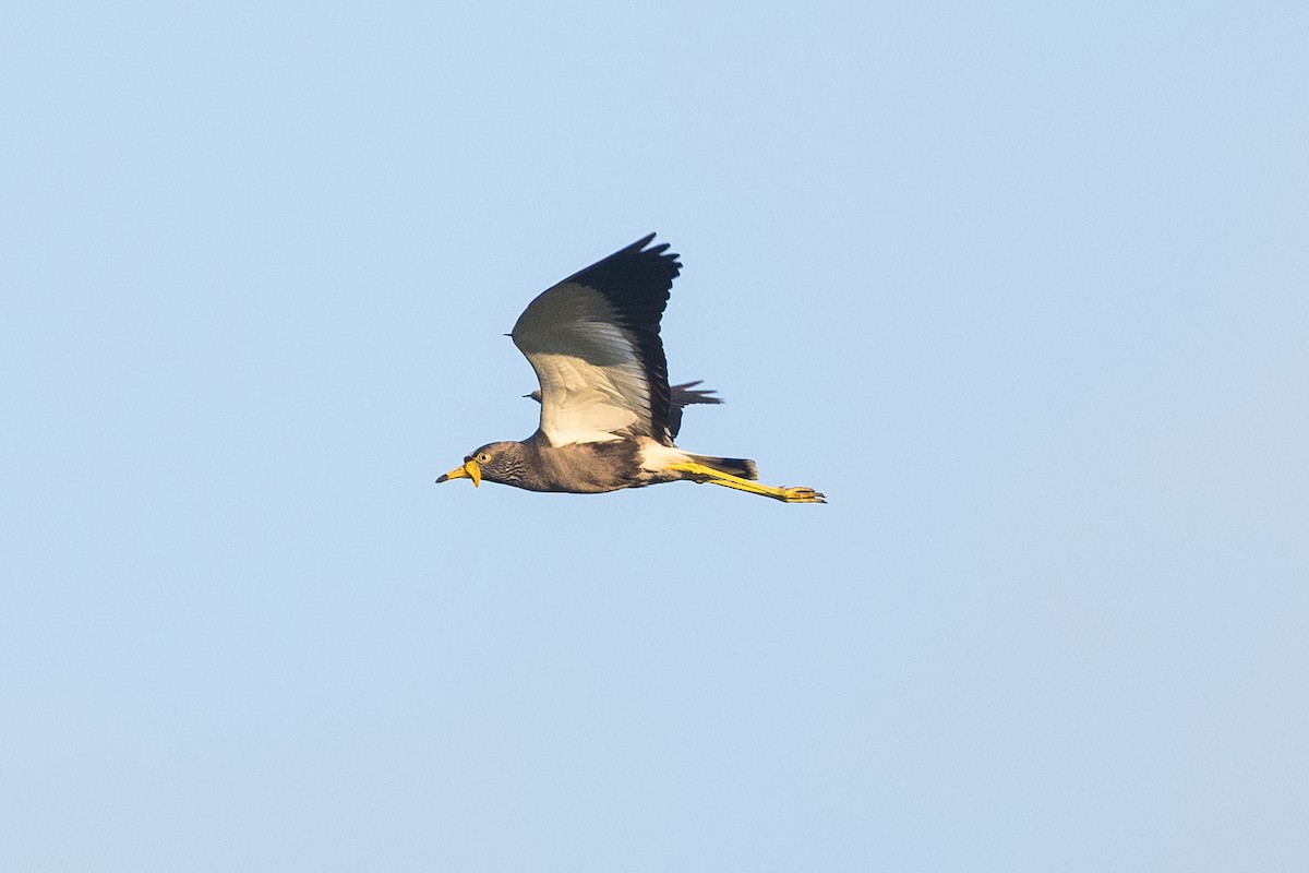 Wattled Lapwing - ML646572706