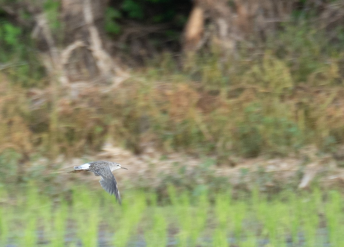 vodouš bahenní - ML646572707