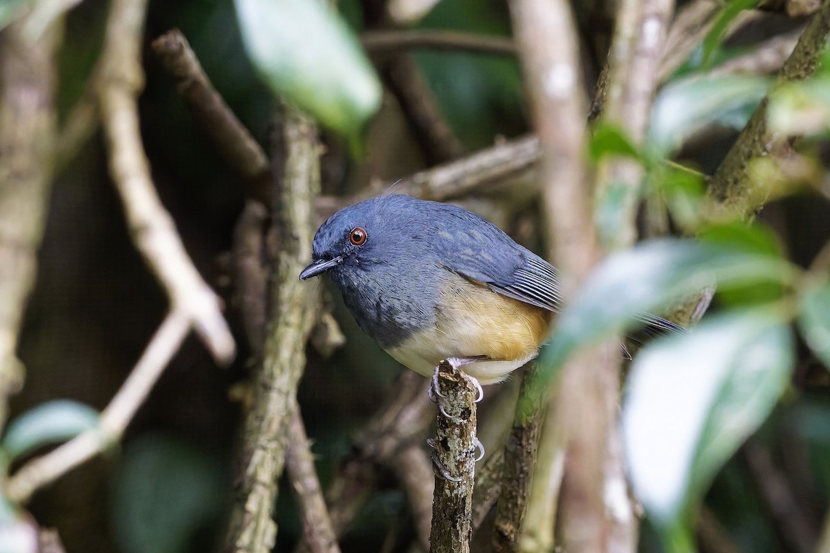 Alicorto Flanquirrufo - ML646572708