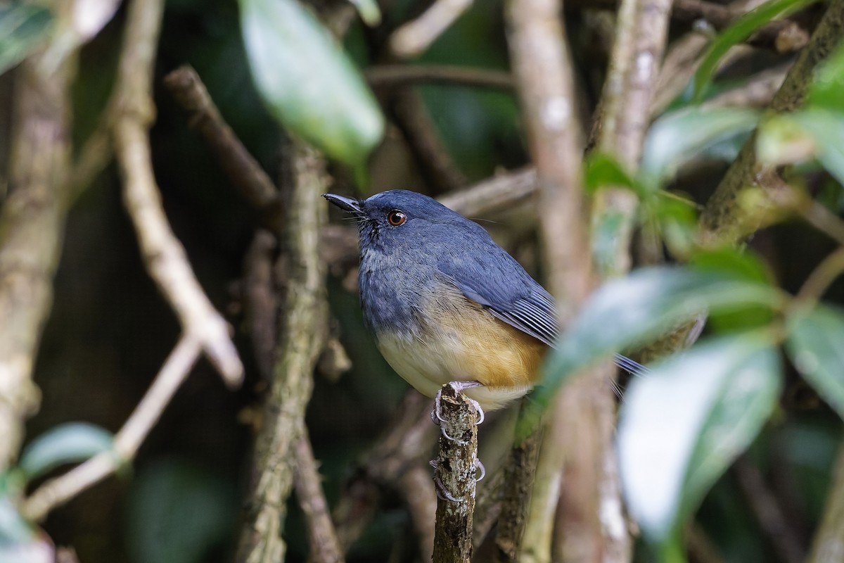 Alicorto Flanquirrufo - ML646572709