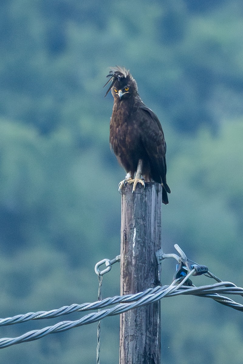 Long-crested Eagle - ML646572710