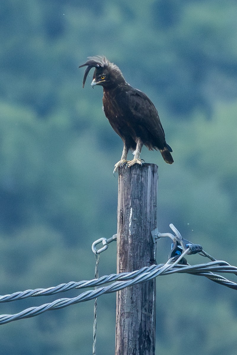 Long-crested Eagle - ML646572711