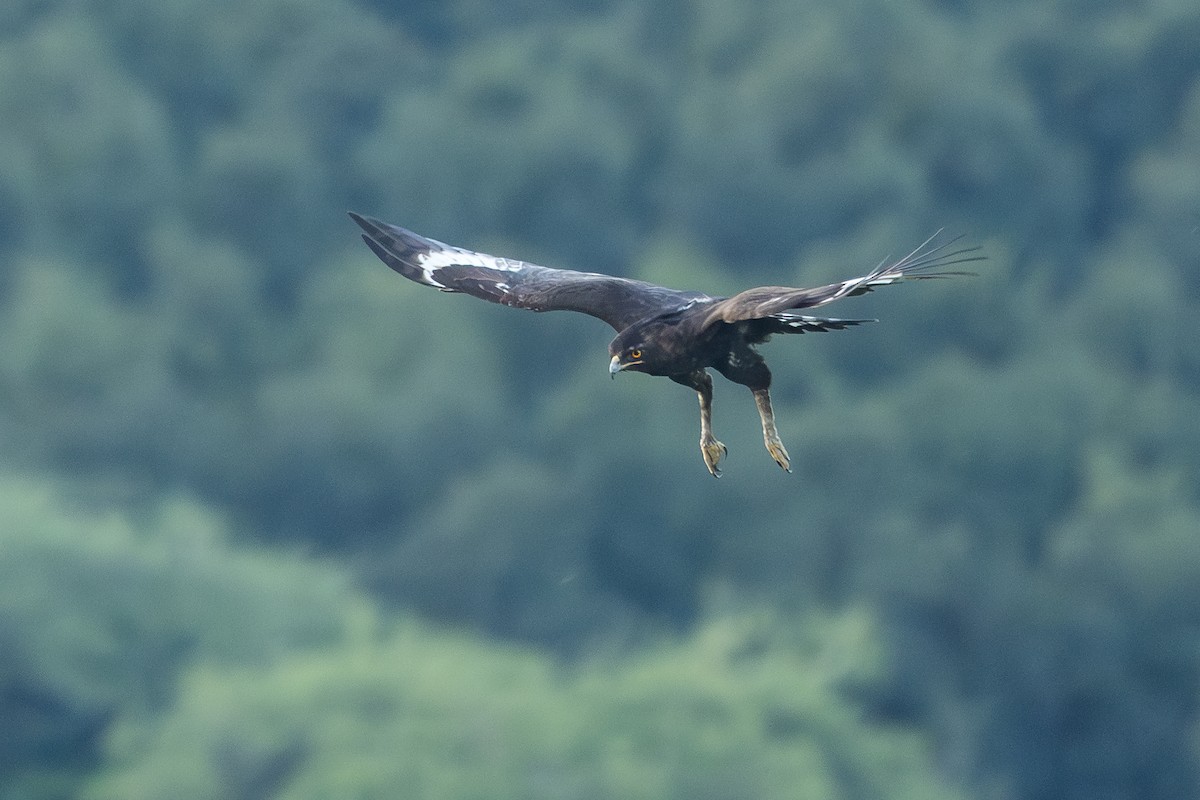 Long-crested Eagle - ML646572712