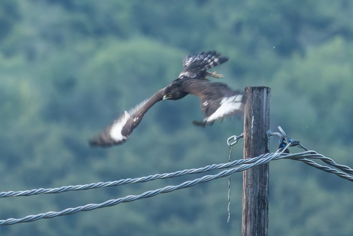 Long-crested Eagle - ML646572713
