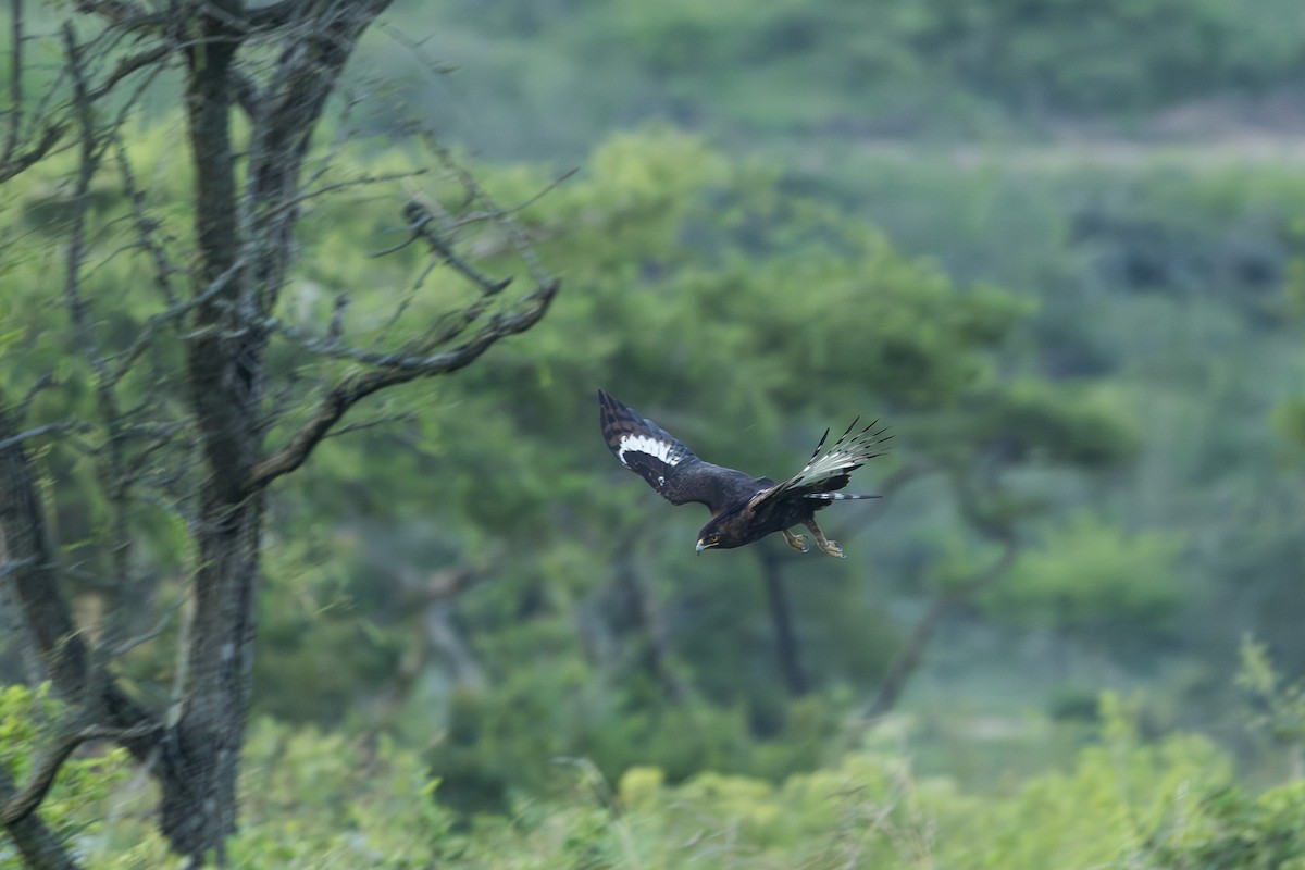 Long-crested Eagle - ML646572714