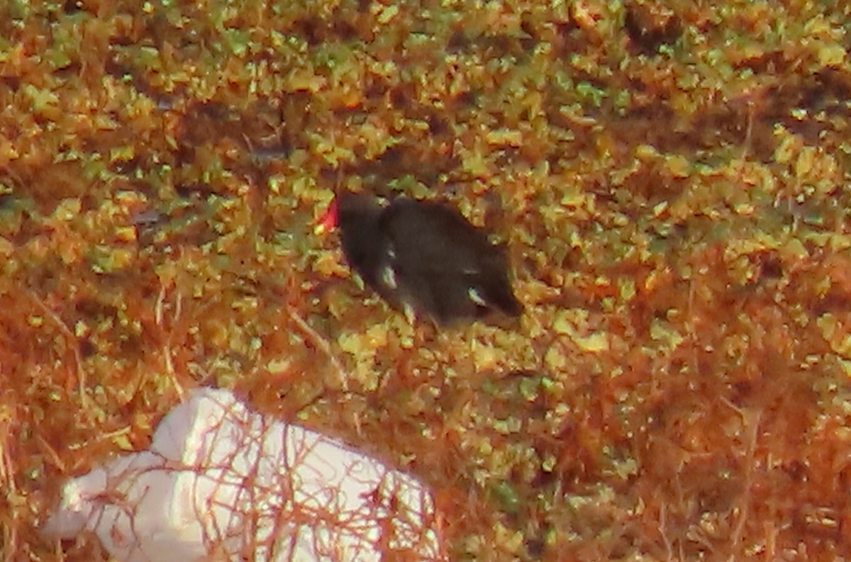 Amerikateichhuhn - ML646572719