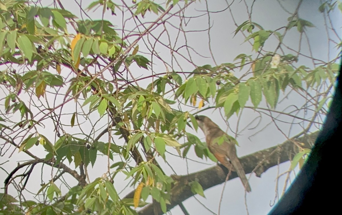 Yellow-billed Cuckoo - ML646572724