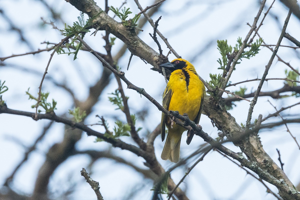Village Weaver (Spot-backed) - ML646572725