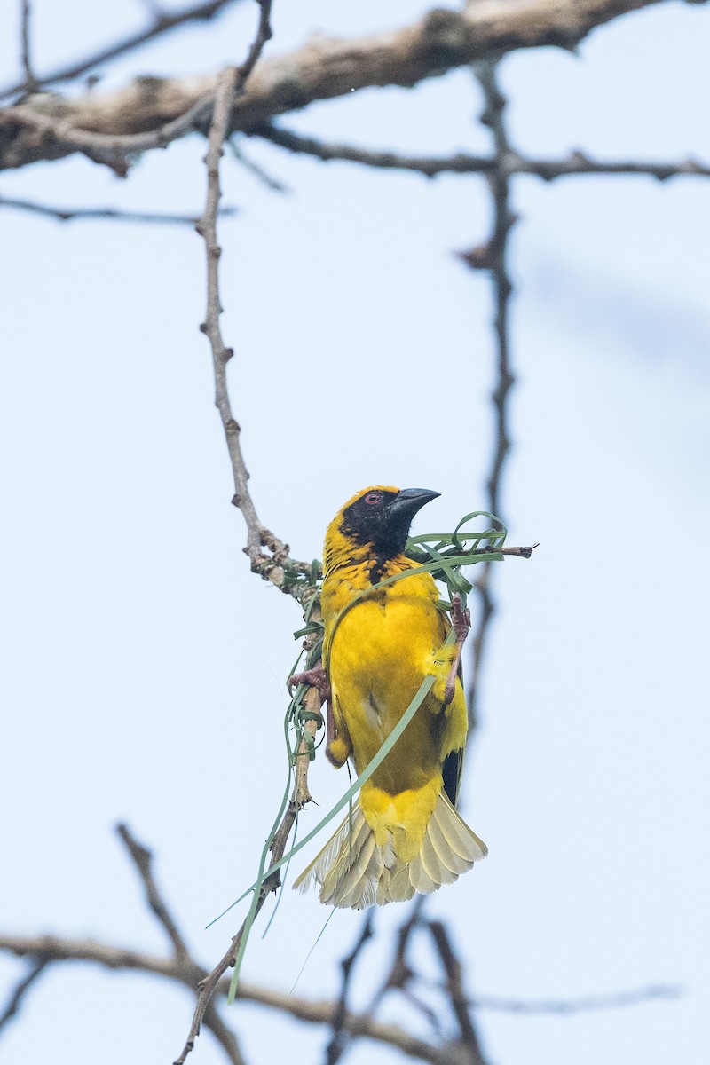 Village Weaver (Spot-backed) - ML646572726