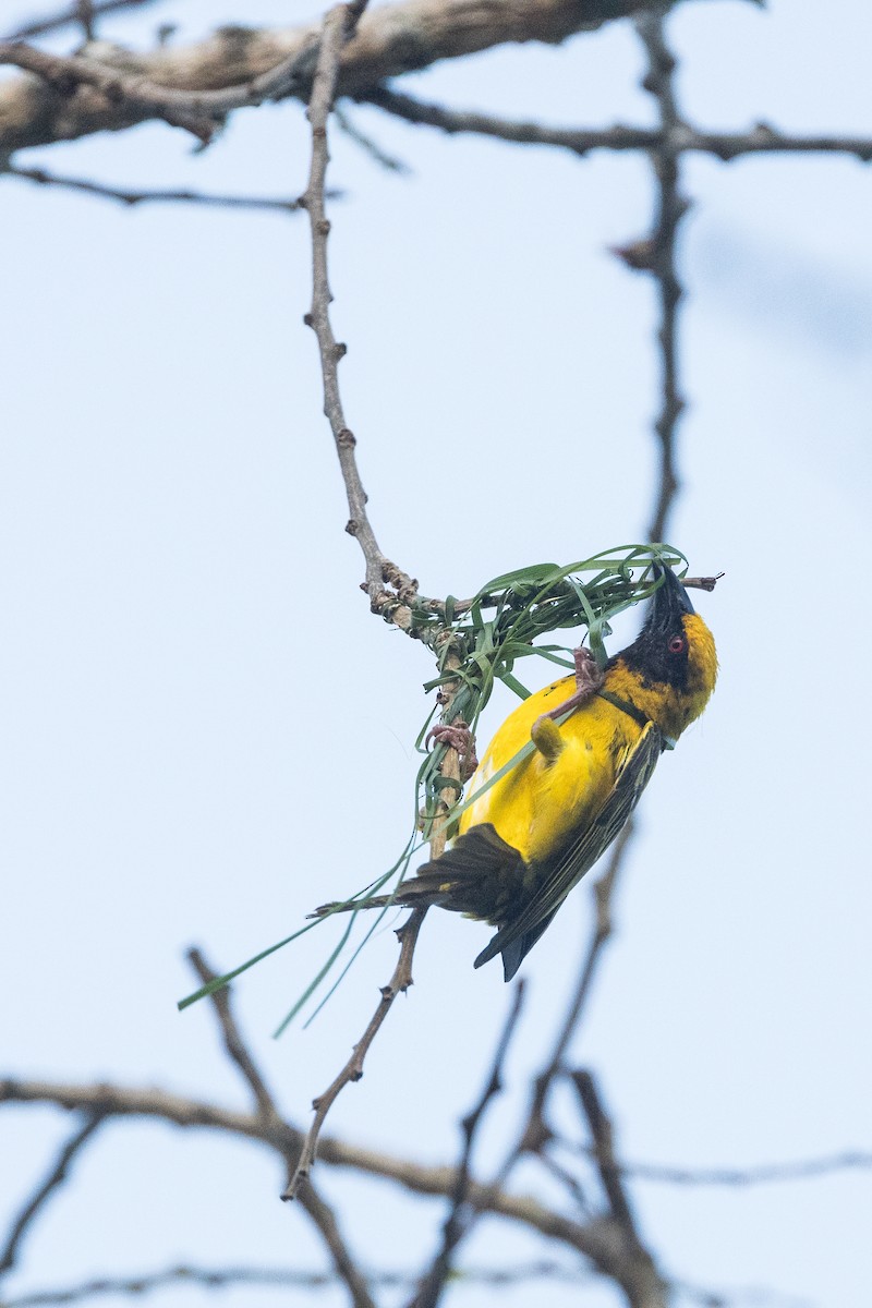 Village Weaver (Spot-backed) - ML646572727