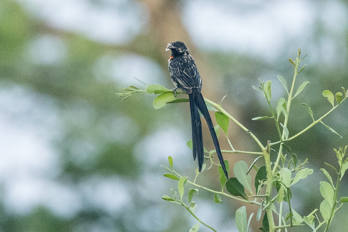 Red-collared Widowbird - ML646572729