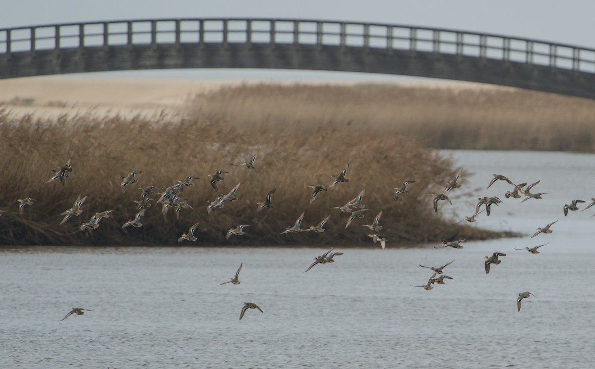 Alzavola - ML646572736