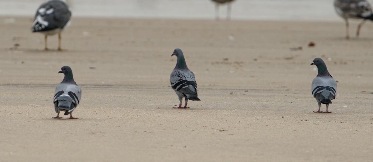 Piccione domestico - ML646572737