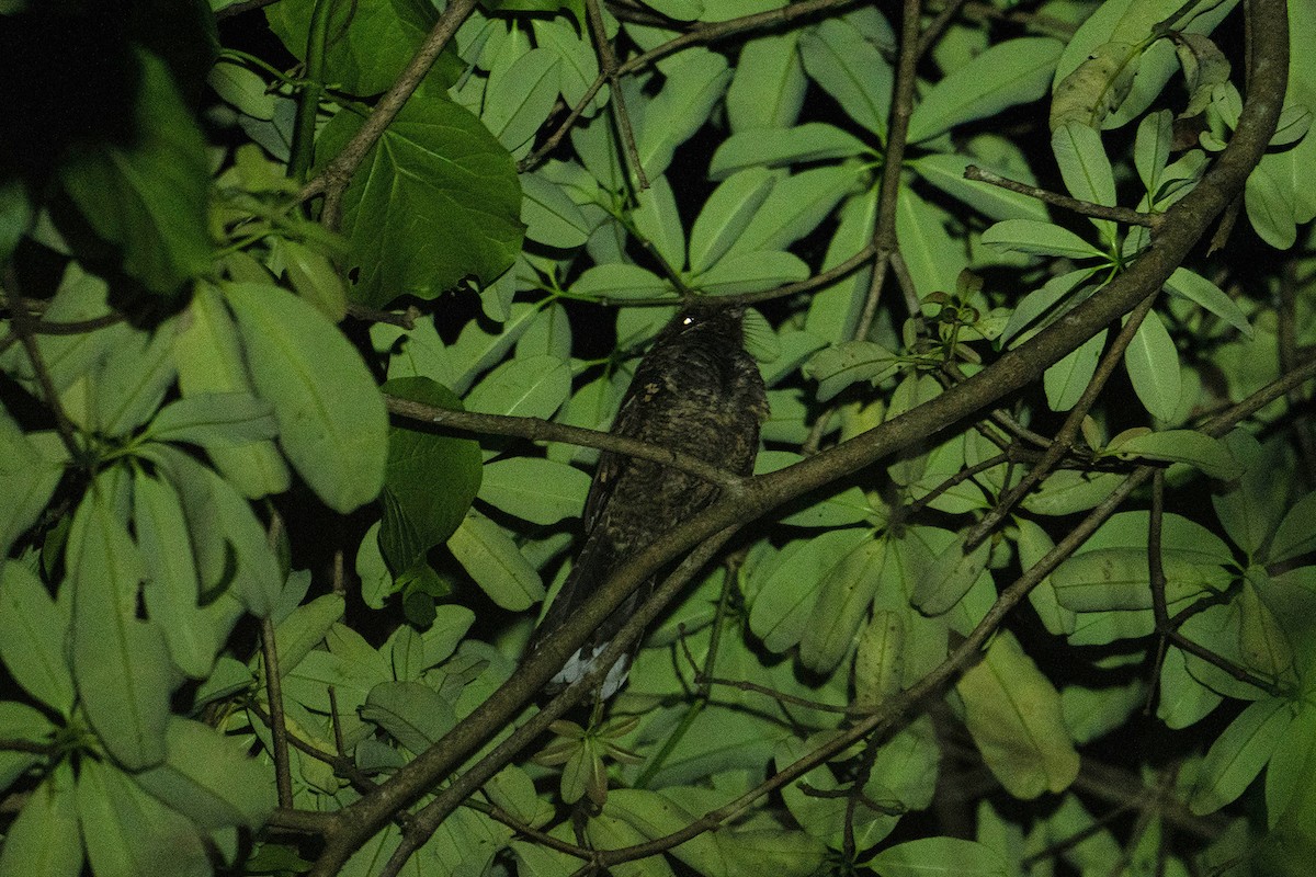 lelek celebeský - ML646572738