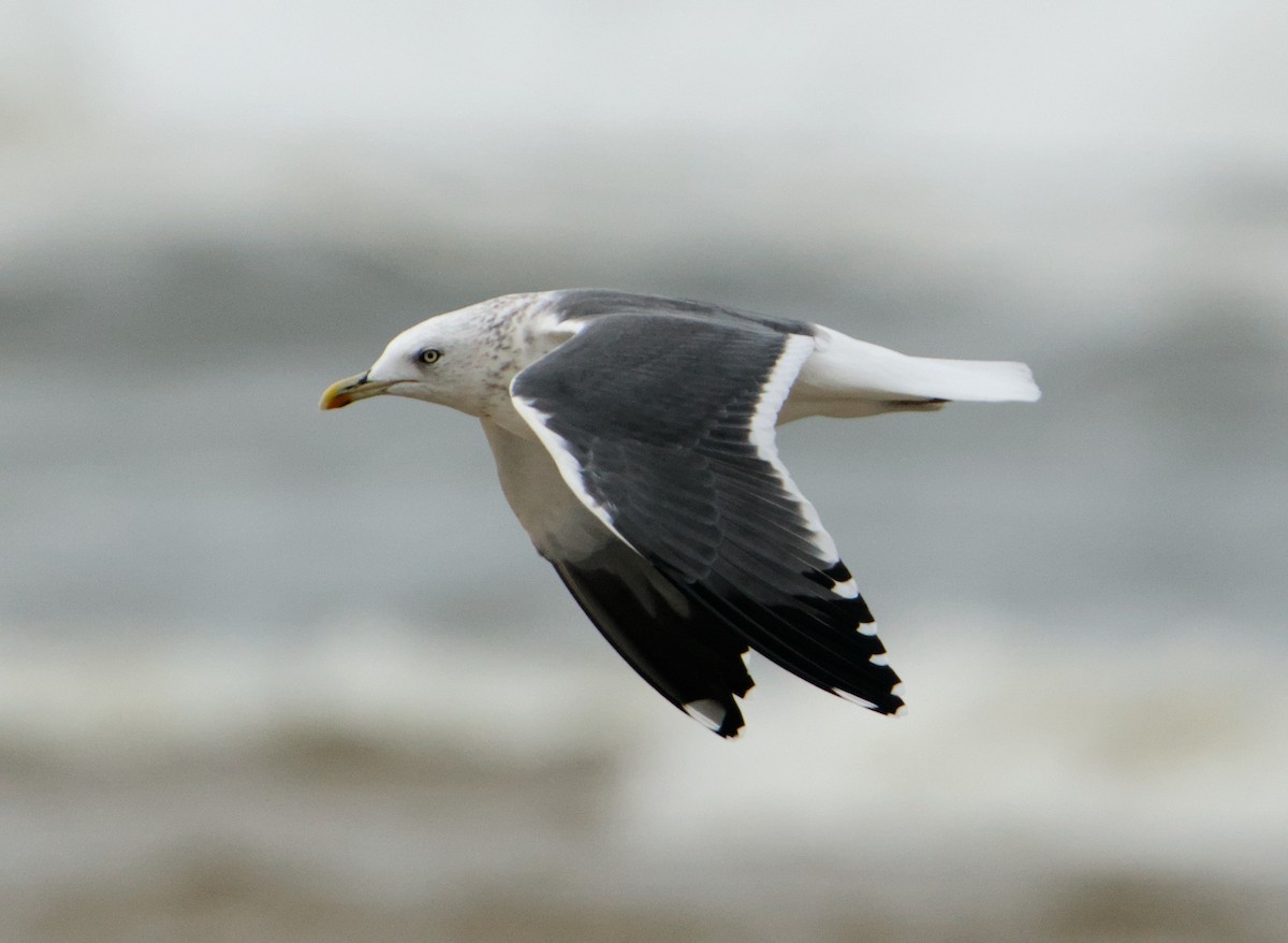 Kara Sırtlı Martı - ML646572740