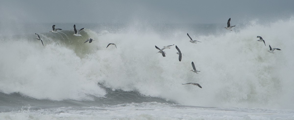 Kara Sırtlı Martı - ML646572741