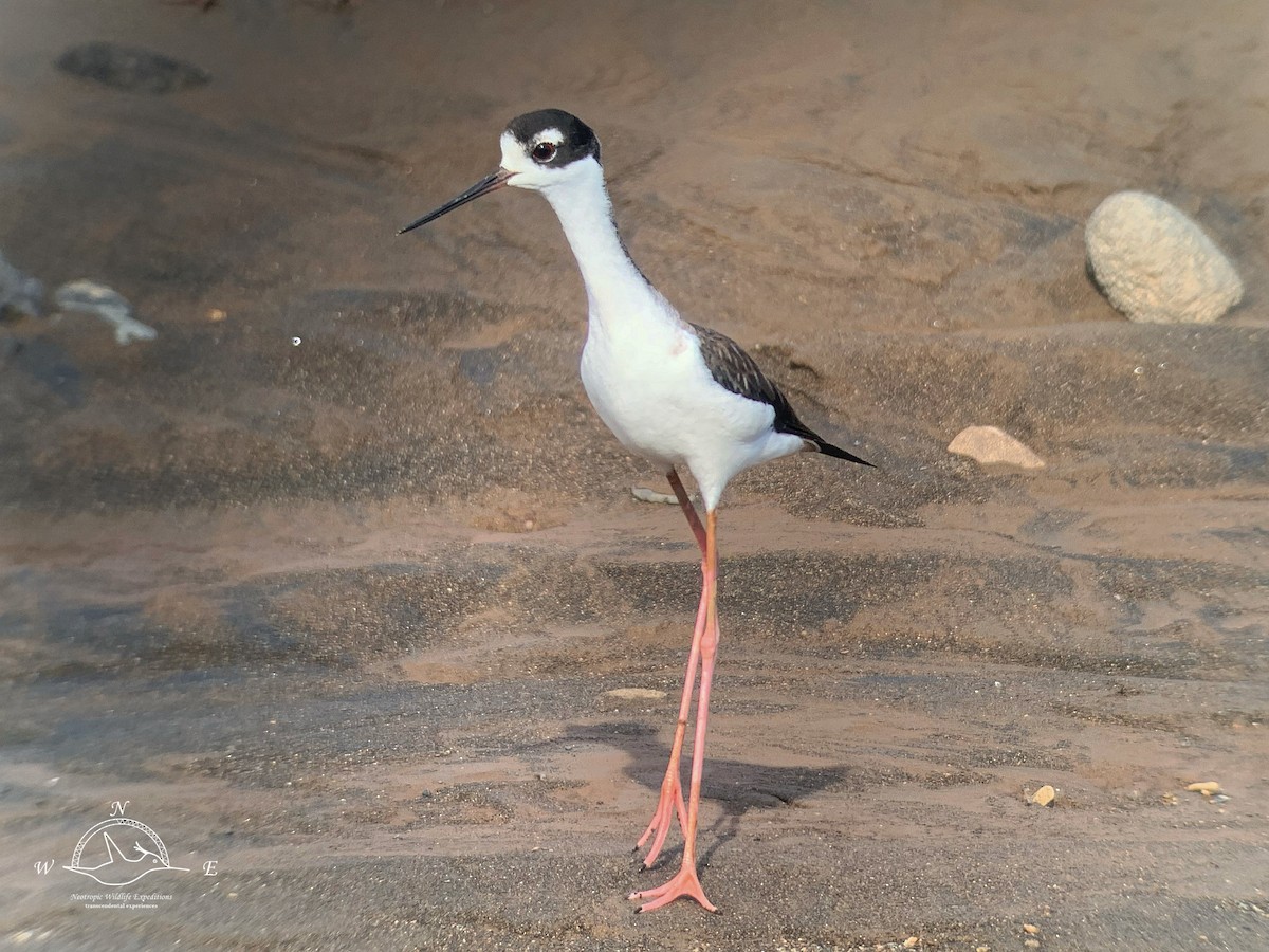 クロエリセイタカシギ - ML646572745