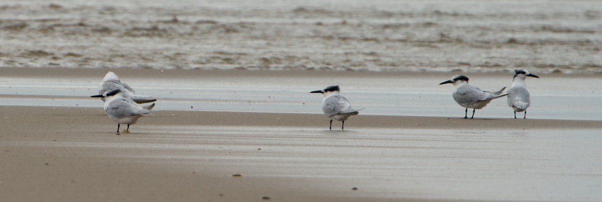 Beccapesci - ML646572746