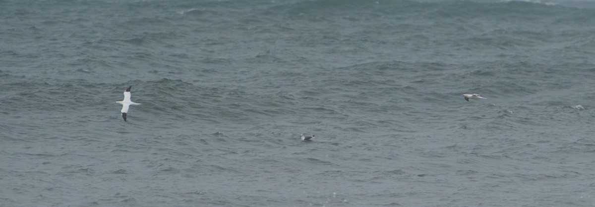 Northern Gannet - ML646572747